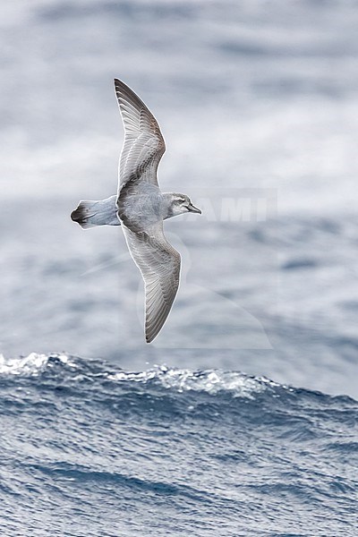 Broad-billed Prion (Pachyptila vittata) in flight, showing upperwing pattern in the waters off Gough Island (Tristán da Cunha archipelago, UK Overseas Territories, South Atlantic). stock-image by Agami/Rafael Armada,
