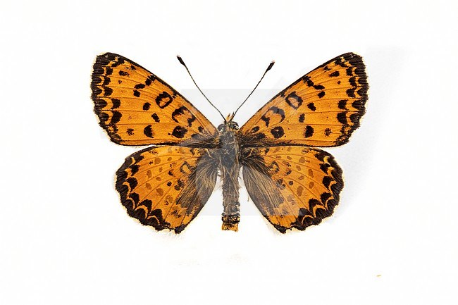 Spotted Fritillary, Tweekleurige parelmoervlinder, Melitaea didy stock-image by Agami/Wil Leurs,