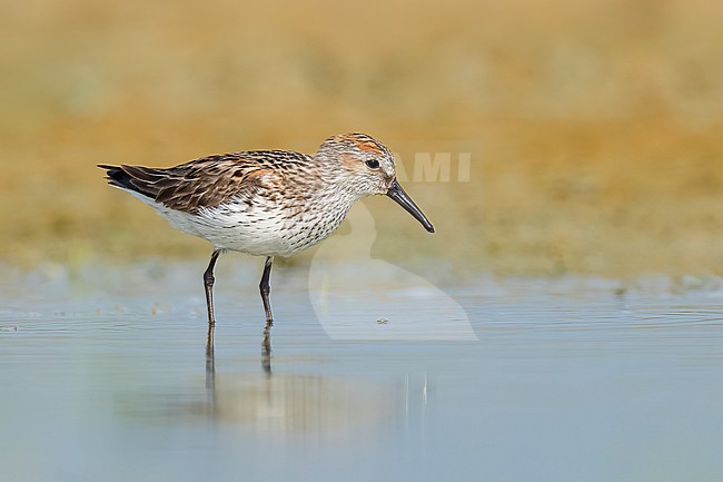 Adult breeding
Galveston Co., TX
May 2023 stock-image by Agami/Brian E Small,