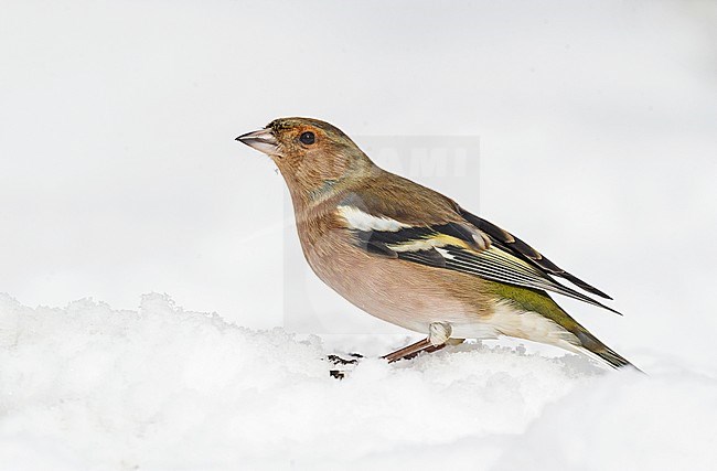 Male Common Chaffinch (Fringilla coelebs) standing in the snow stock-image by Agami/Alain Ghignone,