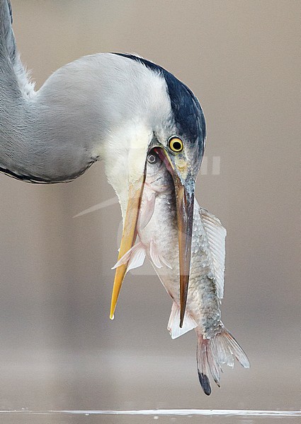 Blauwe Reiger vangt vis; Grey Heron catching fish stock-image by Agami/Markus Varesvuo,