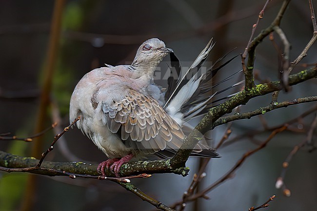 European Turtle Dove (Steptopelia turtur), young bird preening tail feathers in Finland stock-image by Agami/Kari Eischer,