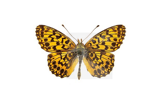 Weaver's Fritillary; Paarse parelmoervlinder, Boloria dia stock-image by Agami/Wil Leurs,