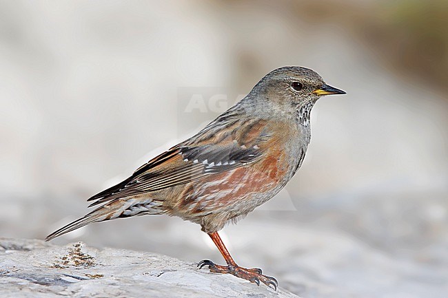 Alpine Accentor (Prunella collaris) taken the 22/11/2021 at Saint-Baume - France. stock-image by Agami/Nicolas Bastide,
