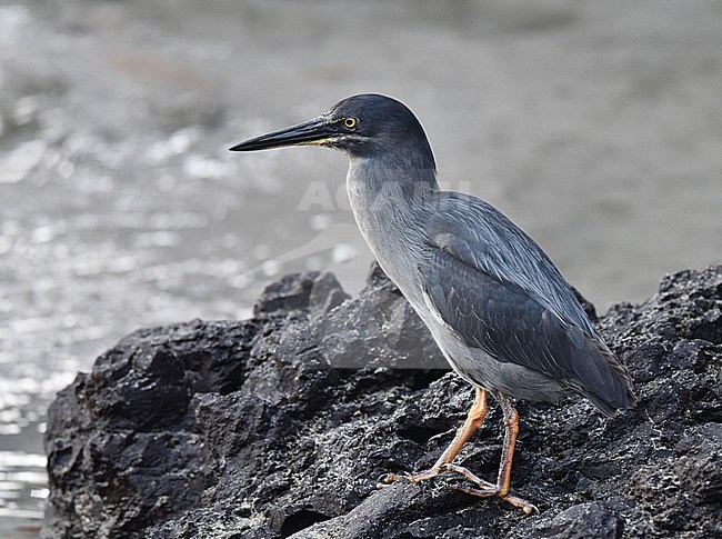 Endemic Lava Heron (Butorides sundevalli) on the Galapagos islands. Adult hunting along the rocky coast line. stock-image by Agami/Laurens Steijn,