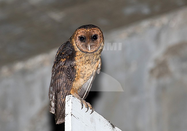 Lesser Antillean Barn Owl (Tyto alba insularis) in the Lesser Antilles. A dark local subspecies perched in an urban area. stock-image by Agami/Pete Morris,