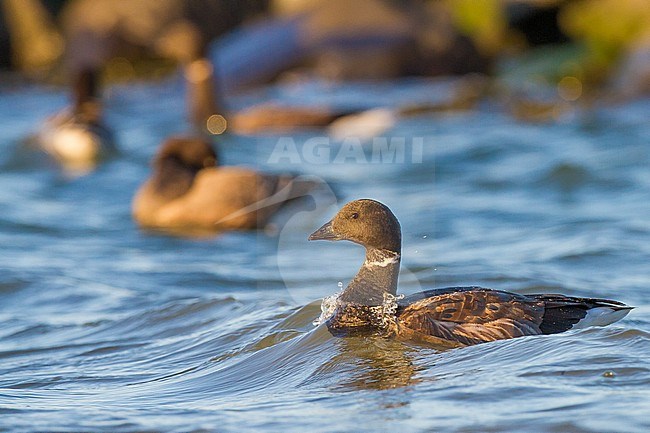 Dark-bellied Brent, Branta bernicla adult swimming into small wave with juveniles in the background stock-image by Agami/Menno van Duijn,