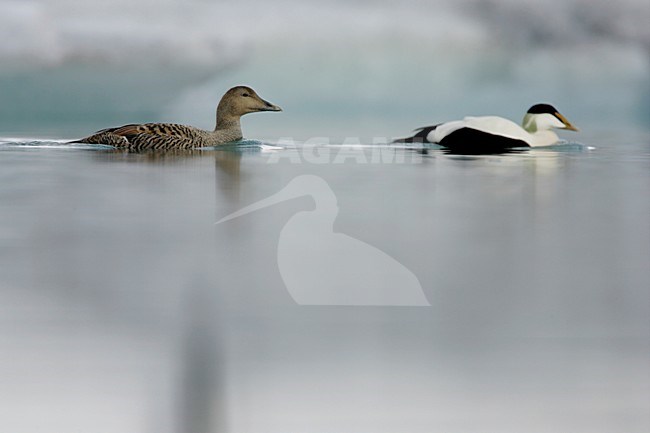 Paartje Eiders zwemmend; Pair of Common Eiders swimming stock-image by Agami/Menno van Duijn,