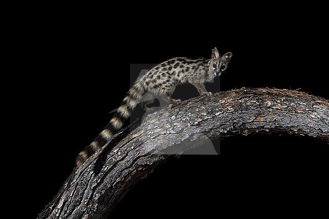 Male Common Genet sitting on a trunk in Cala Salada, San Antoni de Portimany, Ibiza, Spain. July 13, 2018. stock-image by Agami/Vincent Legrand,