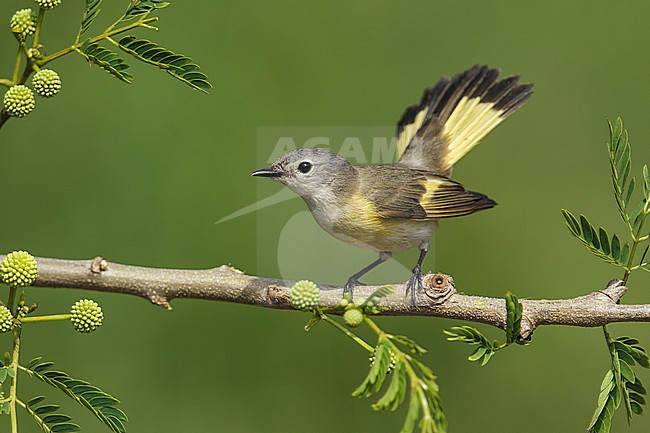 Adult female
Galveston Co., TX
April 2013 stock-image by Agami/Brian E Small,