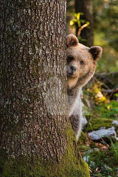 A European brown bear (Ursus arctos) looks at the camera from behind a tree in Notranjska forest, Slovenia, where over 600 European bears live. Image taken from a hide. Notranjska forest, Inner Carniola, Slovenia stock-image by Agami/Sergio Pitamitz,