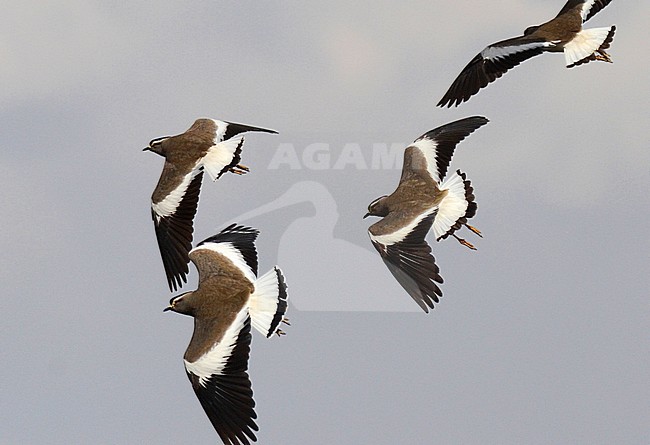 Endemic Spot-breasted Plover (Vanellus melanocephalus) in Ethiopia.  An endemic wader to the Ethiopian highlands. stock-image by Agami/Laurens Steijn,