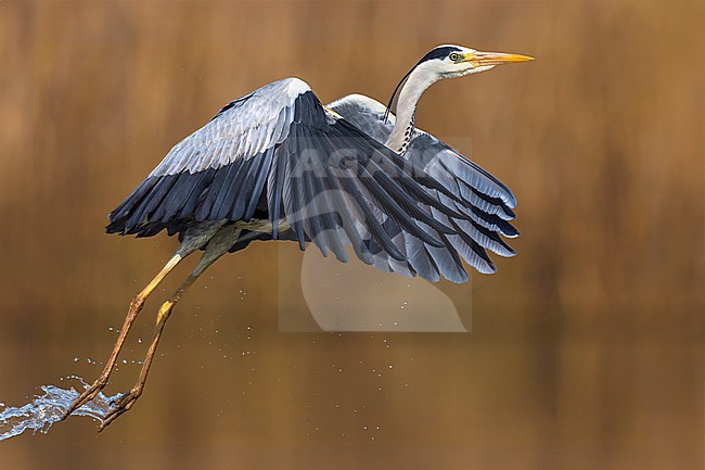 Grey Heron (Ardea cinerea) in Italy. stock-image by Agami/Daniele Occhiato,