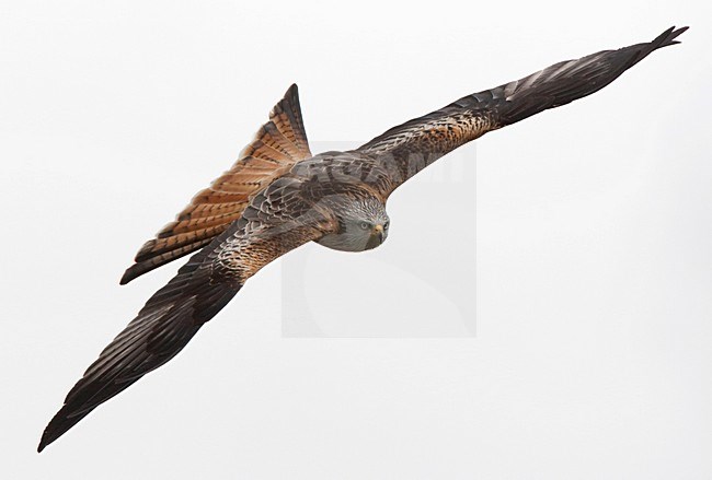 Rode Wouw in de vlucht; Red Kite in flight stock-image by Agami/Roy de Haas,