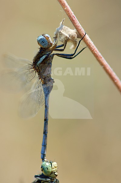 Mannetje Epauletoeverlibel in tandem met vrouwtje Gewone oeverlibel, Female Orthetrum cancellatum and male chrysostigma in tandem stock-image by Agami/Wil Leurs,