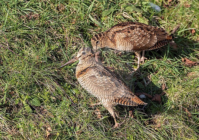 Eurasian Woodcock (Scolopax rusticola) wintering at Lentevreugd, Wassenaar, in the Netherlands. Part of a major influx due to an extreme cold spell. stock-image by Agami/Marc Guyt,