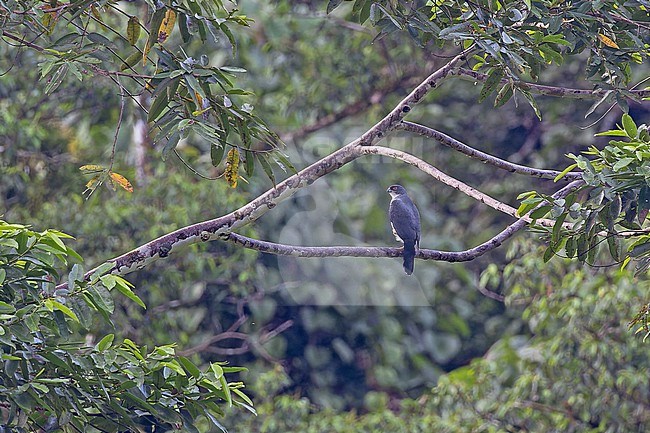 Pied Goshawk (Accipiter albogularis) on the Solomon Islands. stock-image by Agami/Pete Morris,