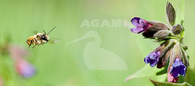 Bij vliegt naar bloem, Bee flying towards flower stock-image by Agami/Rob de Jong,