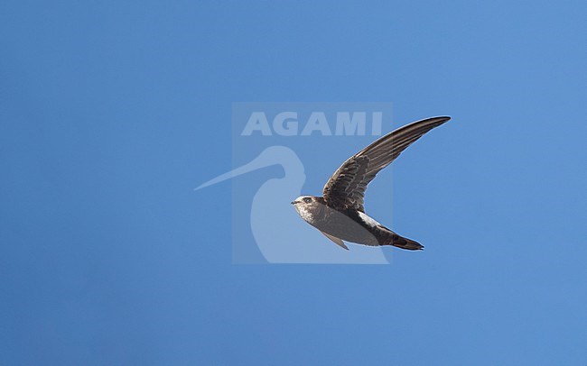 Hybrid Little x White-rumped Swift (Apus affinis x caffer) in flight at Little Swift colony in harbour of Chipiona, Andalusia, Spain stock-image by Agami/Helge Sorensen,