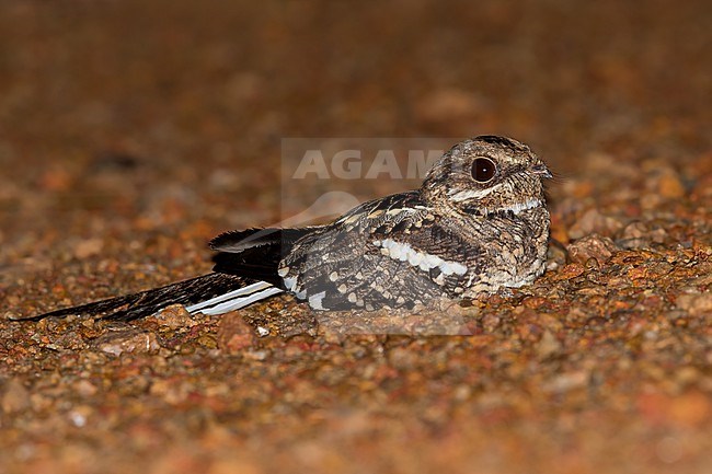 Long-tailed Nightjar (Caprimulgus climacurus) perched on the ground in a rainforest in Ghana. stock-image by Agami/Dubi Shapiro,