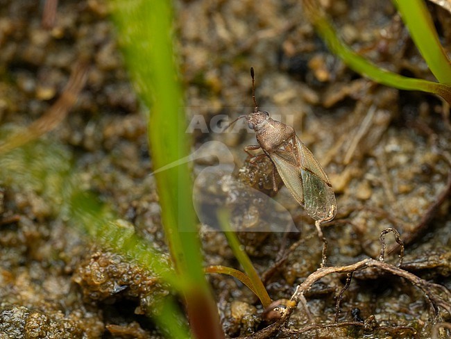 Cymus claviculus in damp area stock-image by Agami/Arnold Meijer,