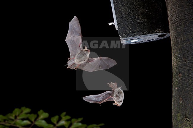 Franjestaart vliegend voor vleermuizenkast, Natterer's Bat flying in front of batbox stock-image by Agami/Theo Douma,