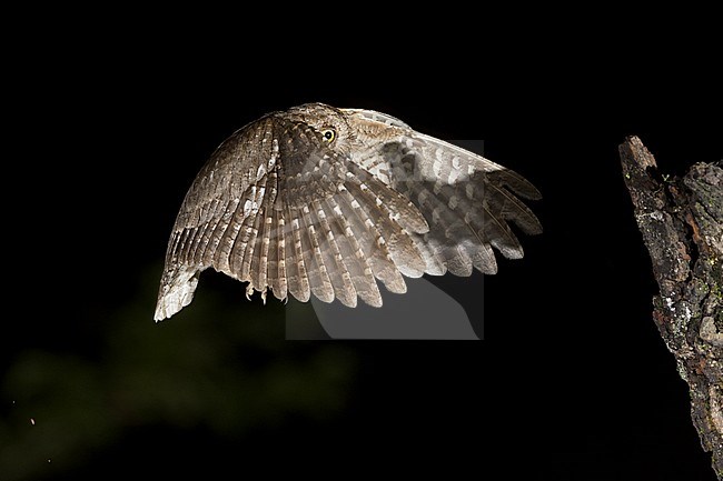 Eurasian Scops Owl (Otus scops) in flight during the night in Italy. stock-image by Agami/Alain Ghignone,
