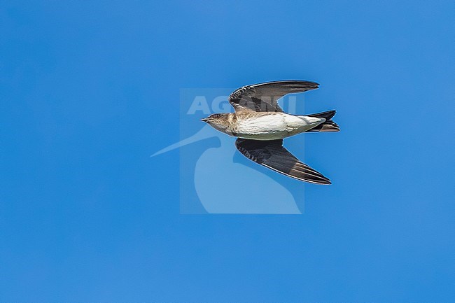 First-winter Purple Martin (Progne subis) flying over the sea, Cape May, New Jersey, USA. stock-image by Agami/Vincent Legrand,