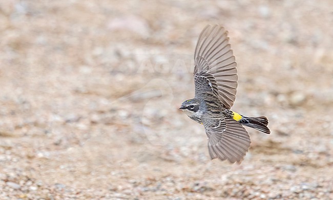 Adult male Myrtle Warbler, Setophaga coronata, in flight in Canada. stock-image by Agami/Ian Davies,