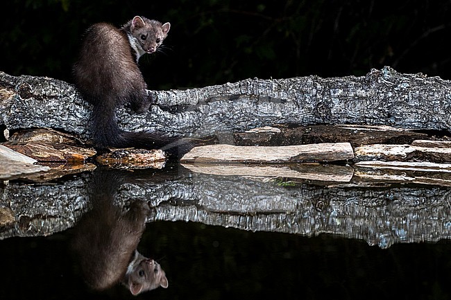 Beech Marten (Martes foina) during the night in Extremadura, Spain. stock-image by Agami/Oscar Díez,