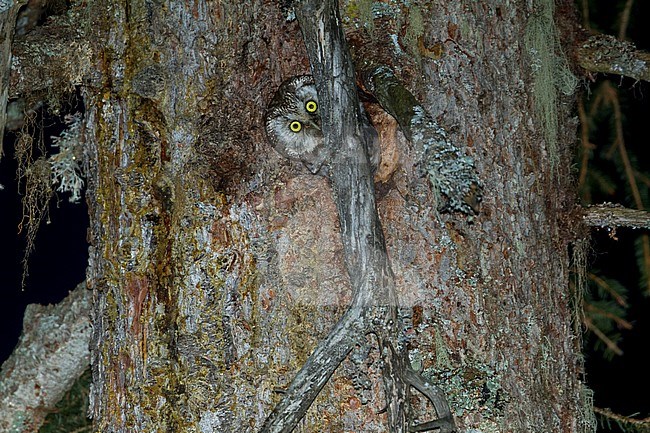 Tengalm's Owl - Raufusskauz - Aegolius funereus funereus, Austria, adult stock-image by Agami/Ralph Martin,