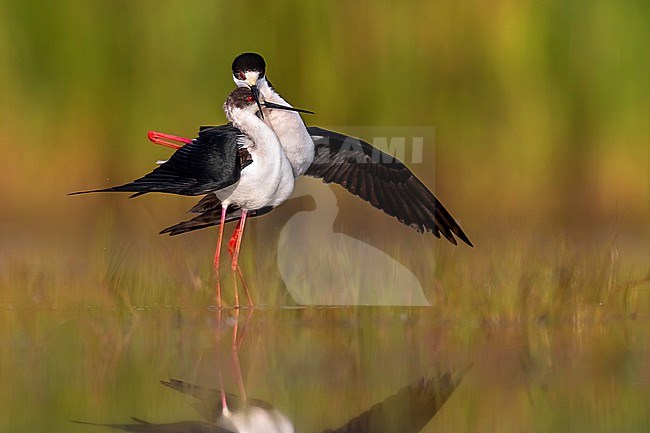 Black-winged Stilt (Himantopus himantopus) in Italy. Mating couple of stilts in shallow water. stock-image by Agami/Daniele Occhiato,