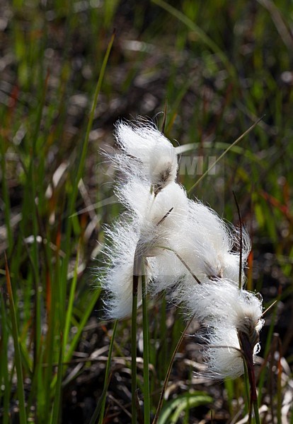 Veenpluis, Common Cottongrass stock-image by Agami/Roy de Haas,