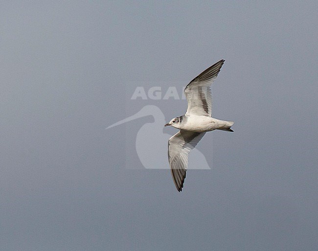 First winter Sabine's Gull (Xema sabini) in The Netherlands. This plumage is rare for Europe, while the species normally spends the winters on southern oceans stock-image by Agami/Edwin Winkel,