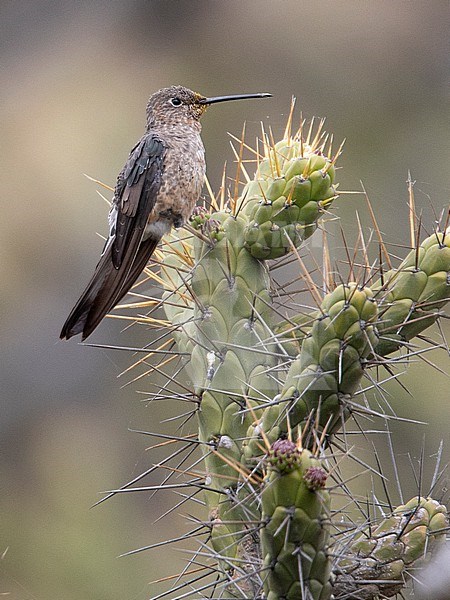 Giant Hummingbird (Patagona gigas peruviana) at San Pedro de Casta, Peru. stock-image by Agami/Tom Friedel,