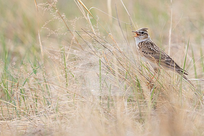 Adult Eastern Eurasian skylark (Alauda arvensis kiborti) in Russia (Baikal) stock-image by Agami/Ralph Martin,