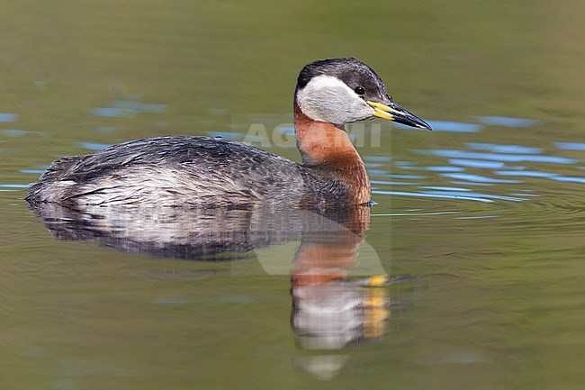 Red-necked Grebe (Podiceps grisegena), adult swimming in a lake stock-image by Agami/Saverio Gatto,