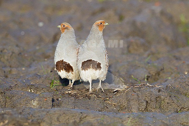 Grey Partridge, Perdix perdix family flock at agriculture field created for birds. Pair standing on dark clay frontal view. stock-image by Agami/Menno van Duijn,