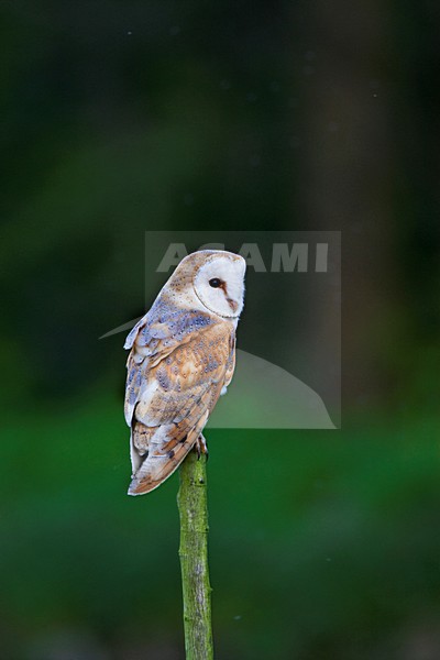 Kerkuil in zit overdag; Barn Owl perched during daytime stock-image by Agami/Marc Guyt,