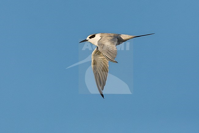 Forsters Stern; Forster's Tern (Sterna forsteri) stock-image by Agami/Marc Guyt,