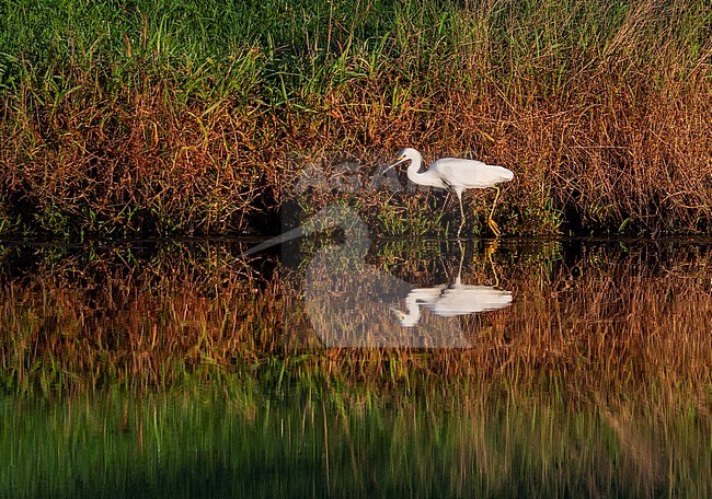 Snowy Egret (Egretta thula) in early morning stock-image by Agami/Roy de Haas,