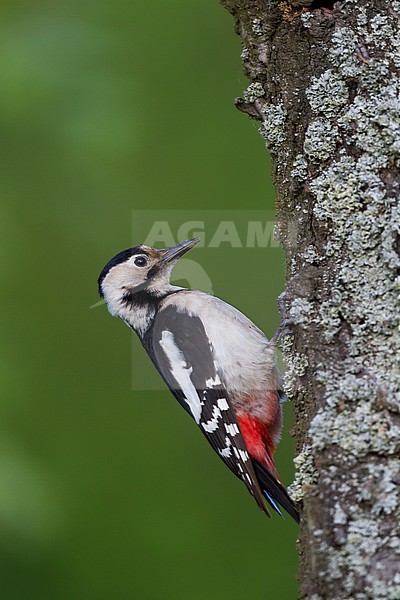 Syrian Woodpecker - Blutspecht - Dendrocopus syriacus, Poland, adult female stock-image by Agami/Ralph Martin,