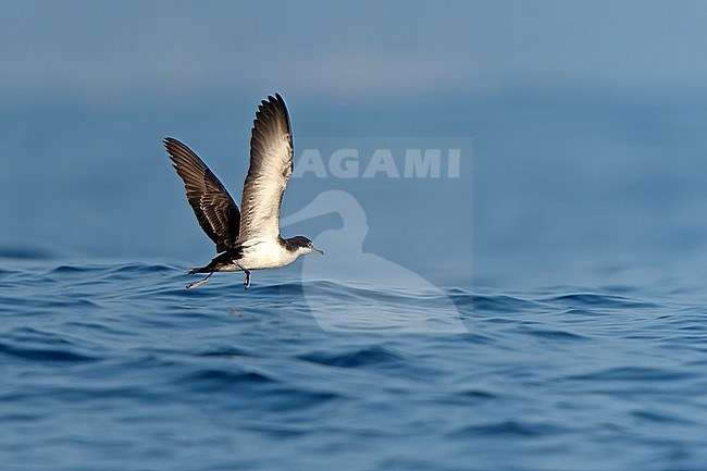 Flying Galapagos shearwater, Puffinus subalaris, off Mexico. stock-image by Agami/Dani Lopez-Velasco,