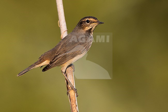 White-spotted Bluethroat (Luscinia svecica) in Italy. stock-image by Agami/Daniele Occhiato,
