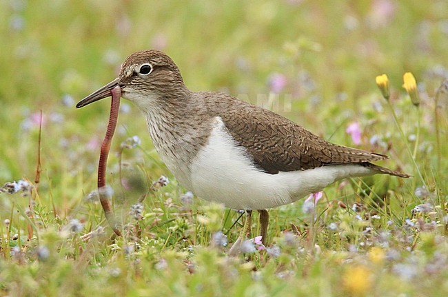 Common sandpiper, (Actitis hypoleucos) sitting on the grass, with a worm in its bill, with a flowery background, in Southern France. stock-image by Agami/Sylvain Reyt,