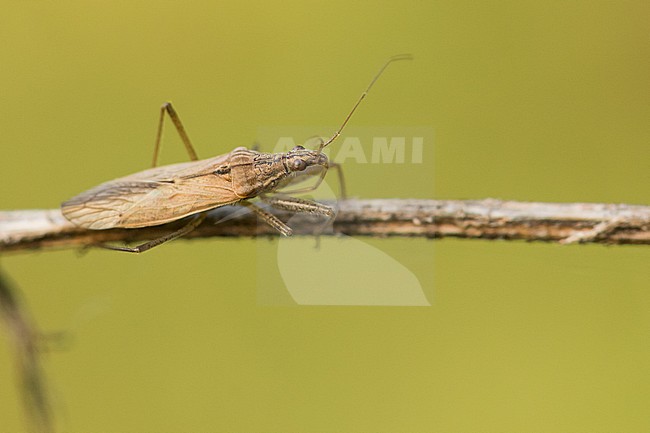 Nabis pseudoferus - Sichelwanze, Germany (Baden-Württemberg), imago stock-image by Agami/Ralph Martin,