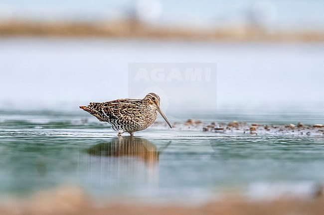 This Great Snipe was seen displaying in Bichterweert, near Liège in Belgium in May 2007. stock-image by Agami/Vincent Legrand,