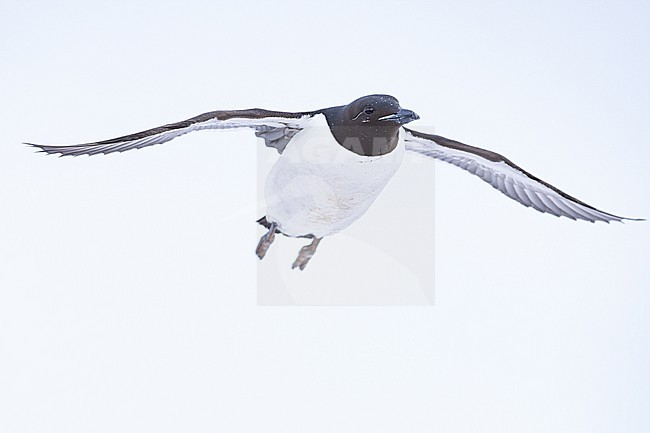  stock-image by Agami/Menno van Duijn,