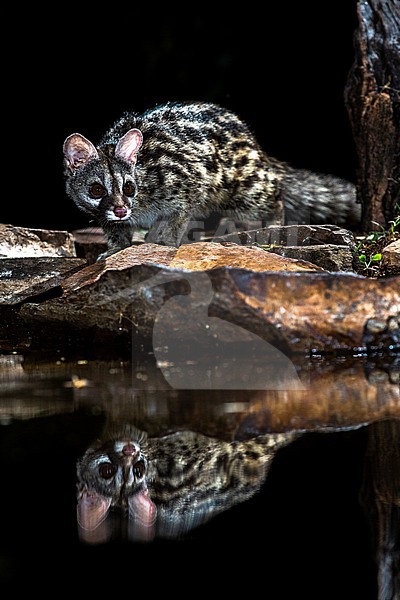 Common Genet (Genetta genetta) in Spain stock-image by Agami/Oscar Díez,