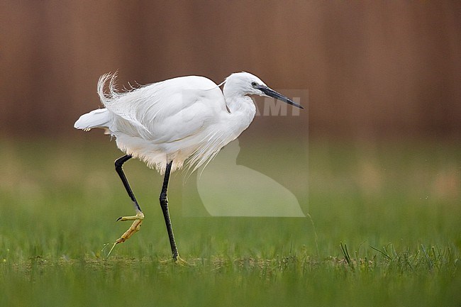 Little Egret, Egretta garzetta, in Italy. stock-image by Agami/Daniele Occhiato,